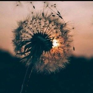 Meet your Posher, Hailoh